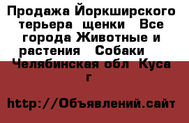 Продажа Йоркширского терьера, щенки - Все города Животные и растения » Собаки   . Челябинская обл.,Куса г.